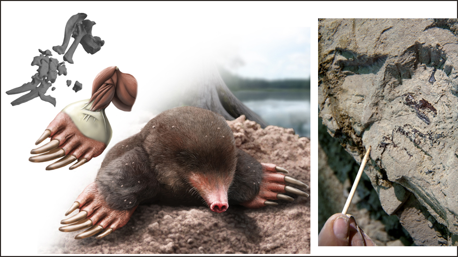 Il·lustració del Vulcanoscaptor ninoti i exacavació, en el moment de la troballa.